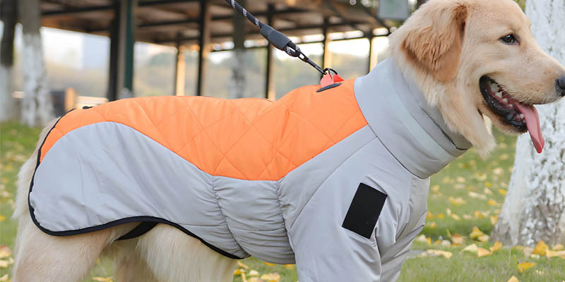 Dog Stylish Jackets and Coats