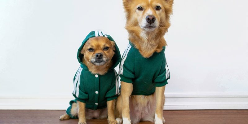 Dog hoodie